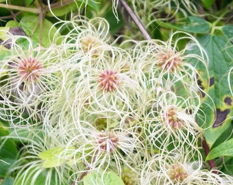 Old Mans beard, Wild Clematis,  banish negativity, Wicca, Greenwich, Witchcraft, Hedge Witch, Spell work, Spells, Ingredients