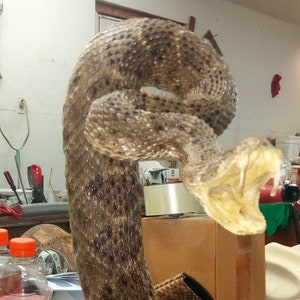 May include: A brown and tan rattlesnake, coiled up with its mouth open, is a taxidermied specimen. The snake is on a wooden surface with other items in the background.