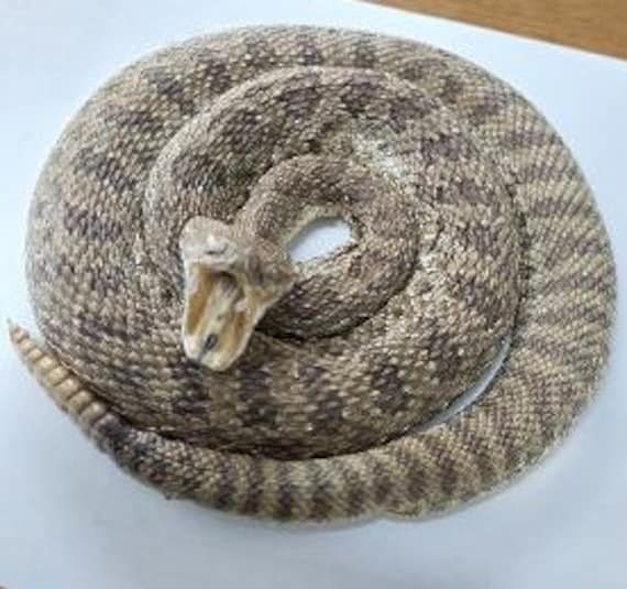 Eastern Hognose Snake Playing Dead Photograph by John Mitchell