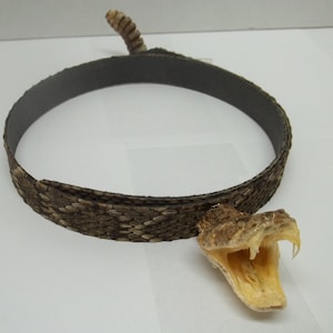 Western Diamondback Rattlesnake Hatband W/ Rattle and Head