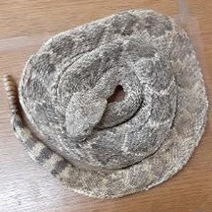 Small Low Coiled Closed Mouth Western Diamondback Rattlesnake