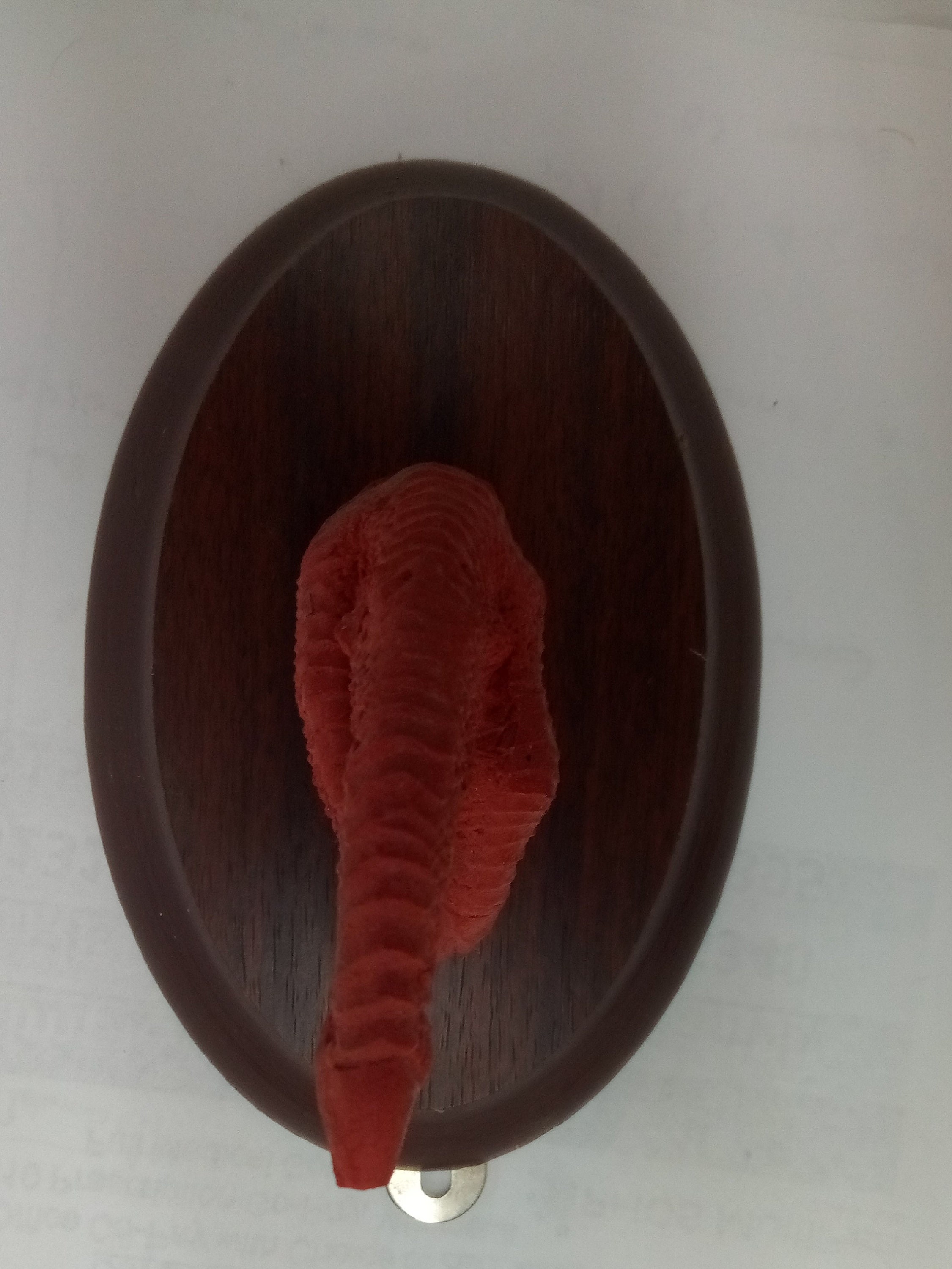 Faux Turkey Foot Hat Hanger Etsy