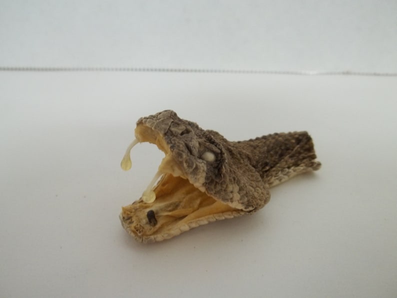 Western Diamondback Rattlesnake Open Mouth Head. Etsy
