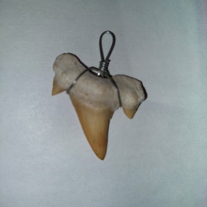 Shark Tooth Necklace