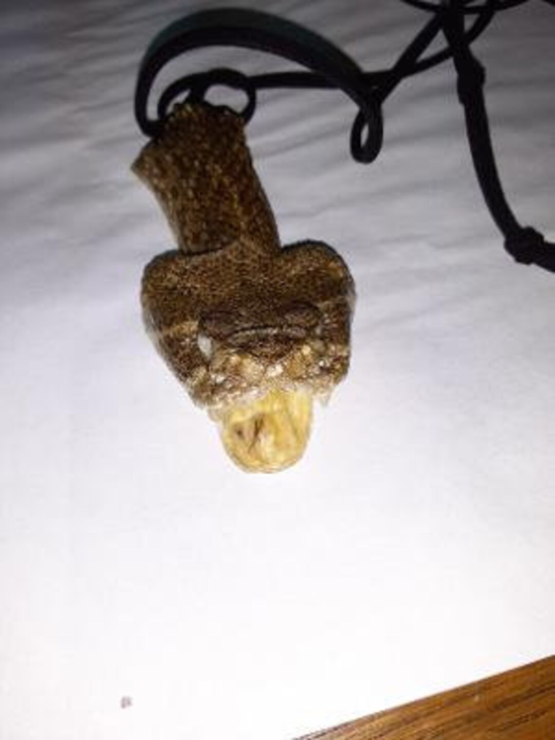 Western Diamondback Partial Open Head Rattlesnake Necklace Etsy