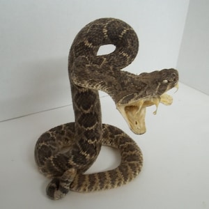 May include: A preserved rattlesnake with its mouth open, showing its fangs. The snake is coiled in a defensive posture, with its head raised and its body in a tight circle. The snake is brown and black with a distinctive diamond pattern.