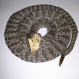 Small Low Coiled Prairie Rattlesnake