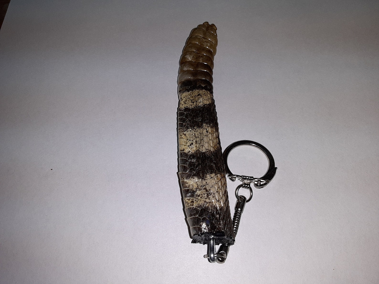Rattlesnake Tail and Rattle Keychain Etsy