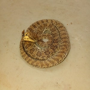 Tiny Western Diamondback Rattlesnake low coiled
