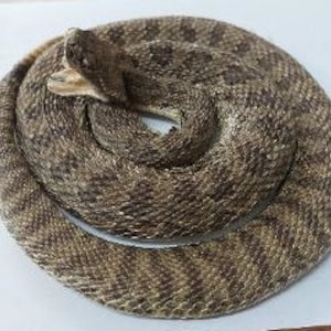 Medium Prairie Rattlesnake Open Mouth Low Coiled