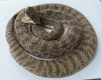 Medium Prairie Rattlesnake Open Mouth Low Coiled