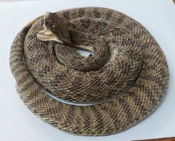 Medium Prairie Rattlesnake Open Mouth Low Coiled - Etsy