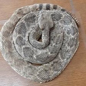 Small Low Coiled Closed Mouth Western Diamondback Rattlesnake