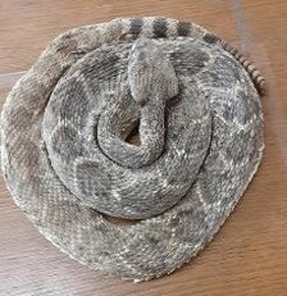 Small Low Coiled Closed Mouth Western Diamondback Rattlesnake - Etsy
