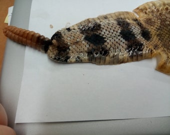 Western Diamondback Rattlesnake Skin End Piece Tail and Rattle