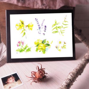 1 Carte postale Art herbes de fleurs sauvages Repro Print de l'étude originale de 5 minutes