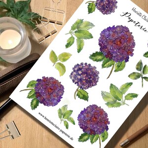 Autocollant HYDRANGEA HYDRANGEA aquarelle violette