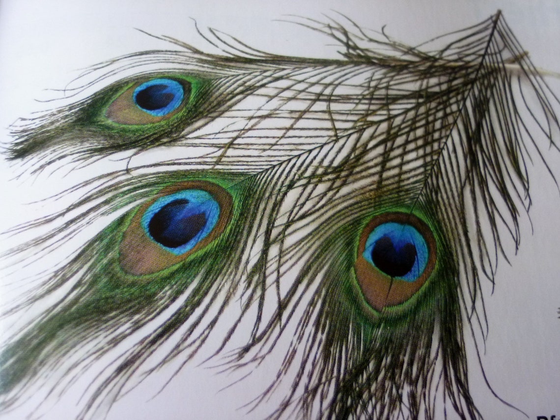 Wee Blue Coo Grußkarte Pfau Federn – Hochwertige Weihnachts- Oder Geburtstagskarte, 12,5x17,5 Cm