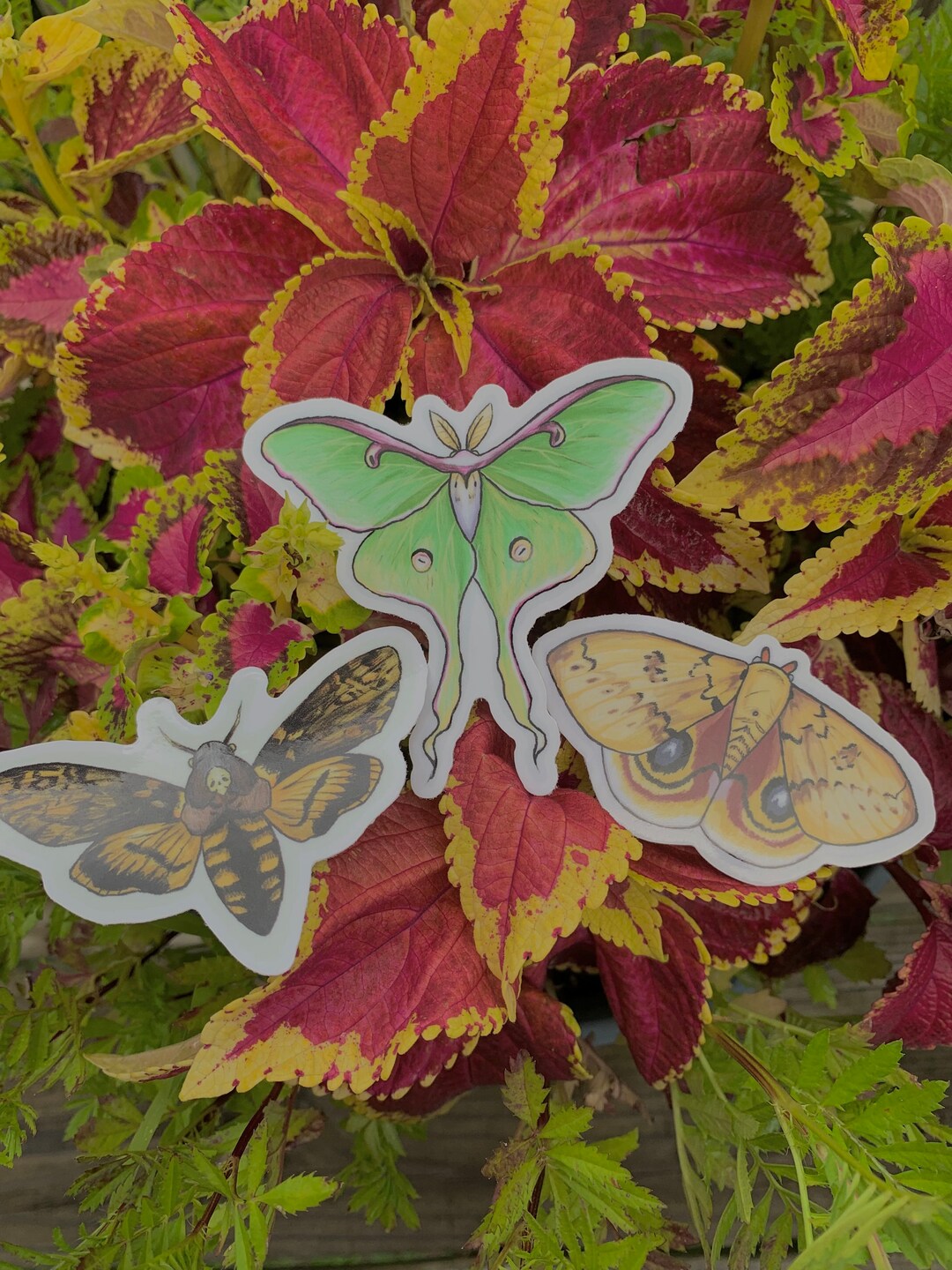 Moth Stickers! - Etsy