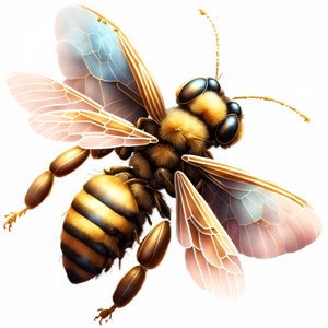 May include: A close-up of a bee with translucent wings and a yellow and black striped abdomen. The bee is in flight with its wings spread out.