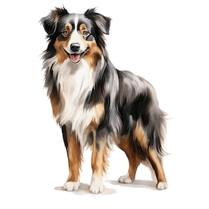 Puede incluir: Un perro pastor australiano negro, marrón y blanco se para con sus patas delanteras ligeramente hacia adelante y la cabeza ligeramente inclinada hacia un lado. El perro tiene una expresión feliz y su lengua está ligeramente fuera.