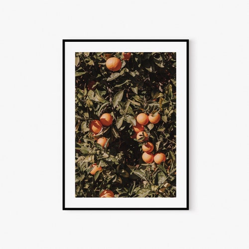 Orange Fruit Fruit Wall Decor Orange Tree Wall Art Print Etsy
