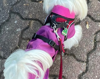 May include: A small white dog wearing a purple and black dog coat with a red leash. The dog is walking on a brick pathway.