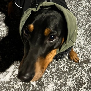 Può includere: Un cane nero e marrone che indossa una giacca verde con cappuccio. Il cane sta guardando la fotocamera.
