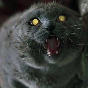 Può includere: Primo piano di un gatto grigio con occhi gialli brillanti, la bocca aperta in un ampio sbadiglio, rivelando denti affilati. Il pelo del gatto è leggermente umido e sembra trovarsi in un ambiente buio e ombreggiato.
