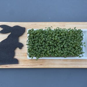 Kresse oder Grasschale Hase Kaninchen Bild 7