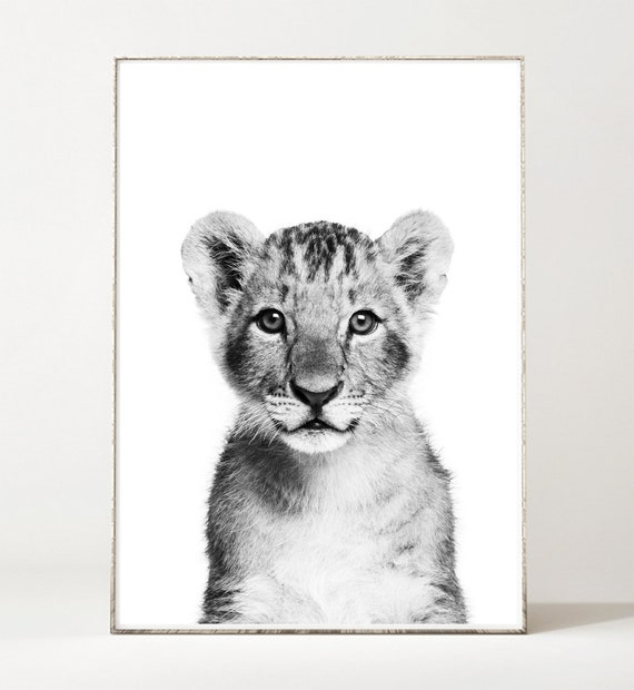 SNOW LEOPARD POSTER PRINT WALL ART NATURE IMAGE PICTURE