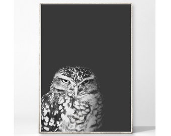 GRUMPY OWL Kunstdruck Poster Bild Eule Vogel Tier skandinavisch nordisch