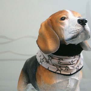 Könnte beinhalten: Ein brauner und weißer Beagle-Hund, der ein grau-weißes Bandana mit schwarzen Sternen trägt. Das Bandana hat einen schwarzen Saum.