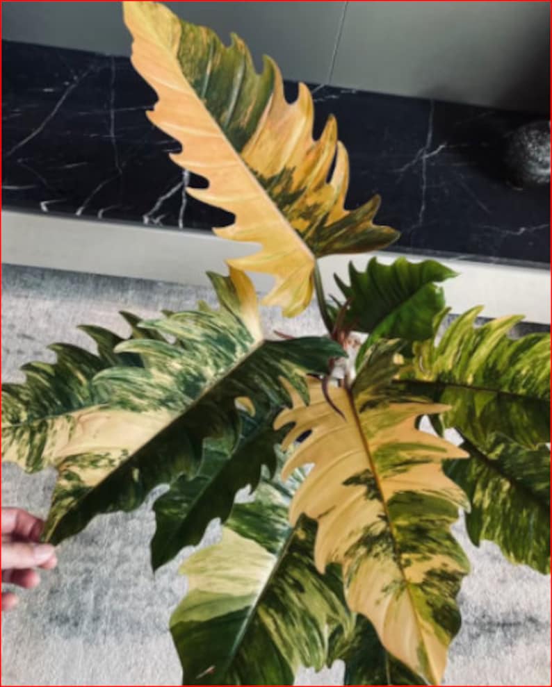 Rare Marble Caramel Plant House Plants Exotic Plant Potted Etsy Australia