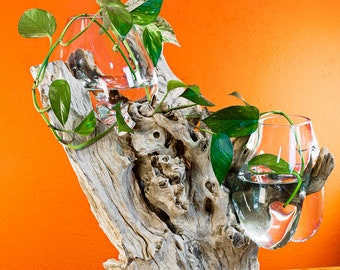 Gesmolten glas op wortelhout XXL | 50 tot 60 cm 2 glazen vazen op teakwortel als bijzonder decoratieobject of cadeau-idee
