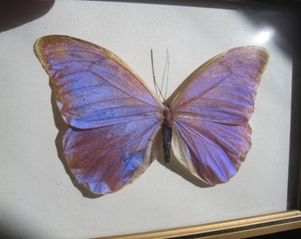 vintage morpho schmetterling , präpariert in den 60erjahren