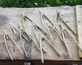 Fourchettes de sorcière en bois pour branches et plantes - Jardinage Wicca Wild Nature Witch Garden Helper Ustensiles de jardin Garden Nature Griffes