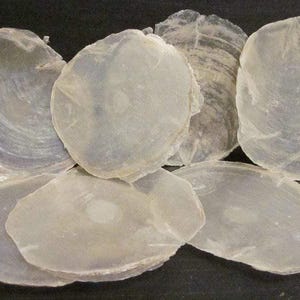 Capiz-skalskivor 10 cm – 15 bitar, dekorativt hantverksmaterial