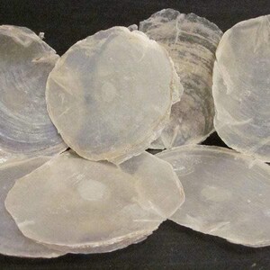 Capiz Muscheln Scheiben 10cm – 15 Stück Deko Bastelmaterial