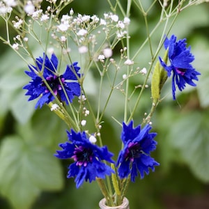 Könnte beinhalten: Nahaufnahme eines kleinen Bouquets aus leuchtend blauen Kornblumen mit zartem weißem Schleierkraut. Die Blumen sind in einer klaren Glasvase angeordnet, mit einem verschwommenen grünen Hintergrund.