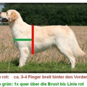 May include: A Golden Retriever dog standing in a field, with red and green lines overlaid on its body. The text below the image reads: "Length red: approx. 3-4 finger widths behind the front legs. Length green: 1x across the chest to the red line."