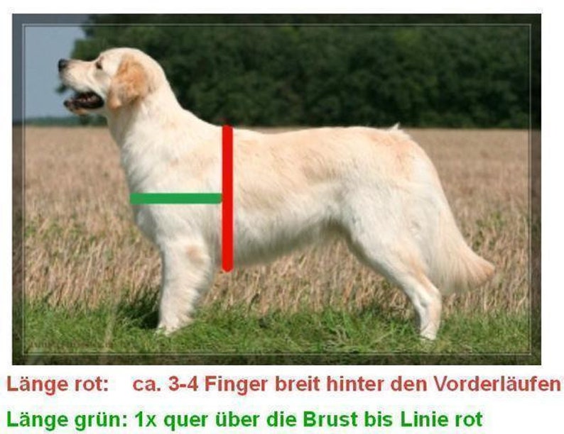 May include: A Golden Retriever dog standing in a field, with red and green lines overlaid on its body. The text below the image reads: "Length red: approx. 3-4 finger widths behind the front legs. Length green: 1x across the chest to the red line."