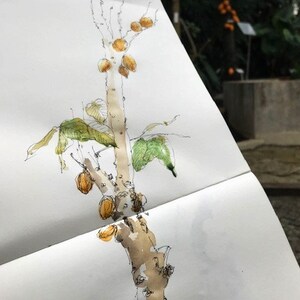 Puede incluir: Un boceto de acuarela de un &aacute;rbol con ramas marrones y hojas verdes. El &aacute;rbol tiene peque&ntilde;os frutos redondos amarillos que crecen en las ramas.