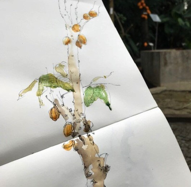 Puede incluir: Un boceto de acuarela de un &aacute;rbol con ramas marrones y hojas verdes. El &aacute;rbol tiene peque&ntilde;os frutos redondos amarillos que crecen en las ramas.