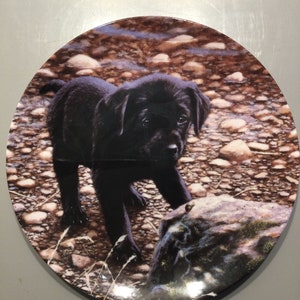 Wedgwood Bone China Collectors Plates- Playful Puppies with certificate of authenticity Friend or Foe?