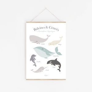 Affiche enfant baleines, affiche cétacés, affiche bébé baleine, affiche enfant mer et océan image 3