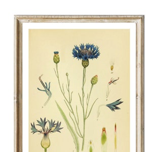 Print Kornblume Frühling Blume   Collage Bild Illustration Poster Wanddeko botanical