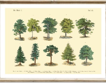 Posters | trees | Image | Wall decoration