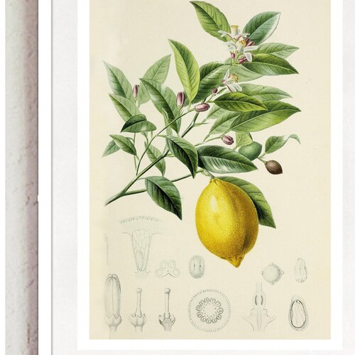 Vintage Print Lemon Reprint Poster Lexicon Wall Decoration | Etsy