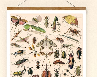 Póster impreso vintage Insectos No. 3 Reimpresión de la antigua enciclopedia Decoración de pared Arte de pared